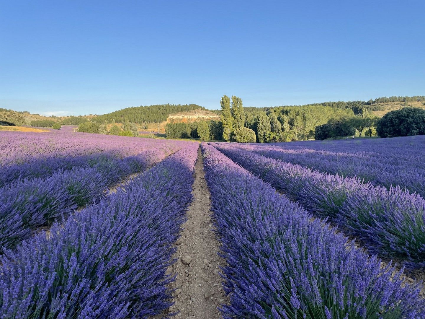 contraste-luz-sombra-campos-de-lavanda-de-caleruega-burgos.jpg