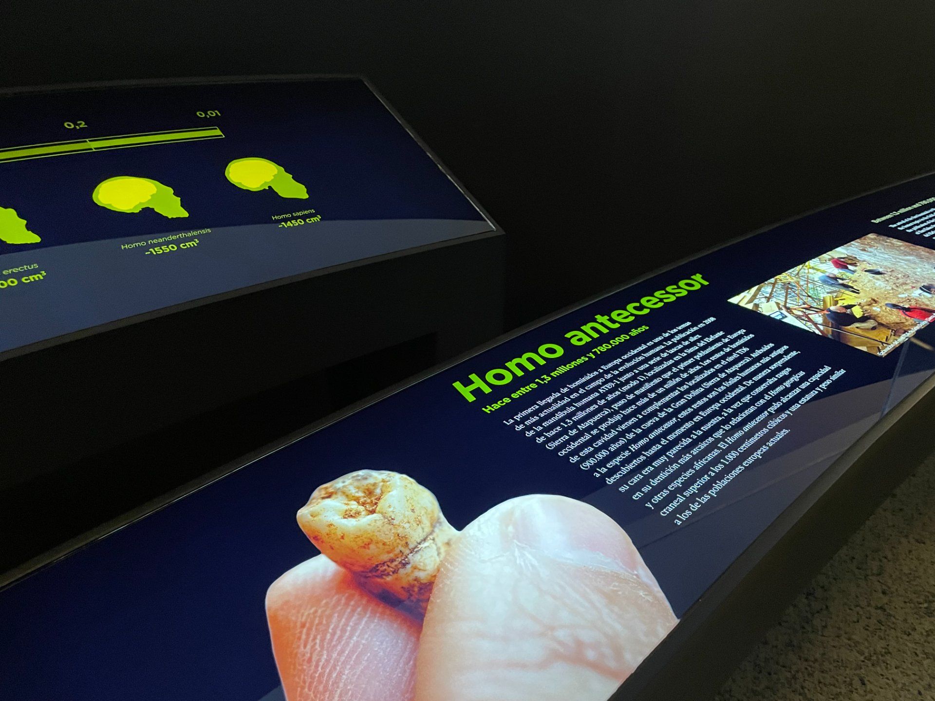 homo-antecessor-exposicion-museo-de-la-evolucion-humana-burgos.jpg