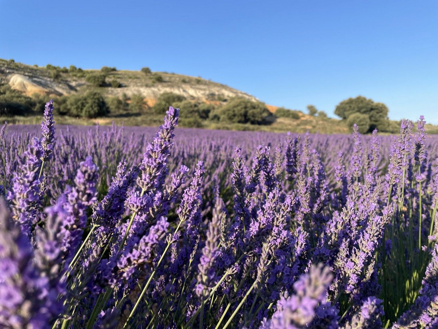 macro-lavanda-campos-de-lavanda-de-caleruega-burgos.jpg
