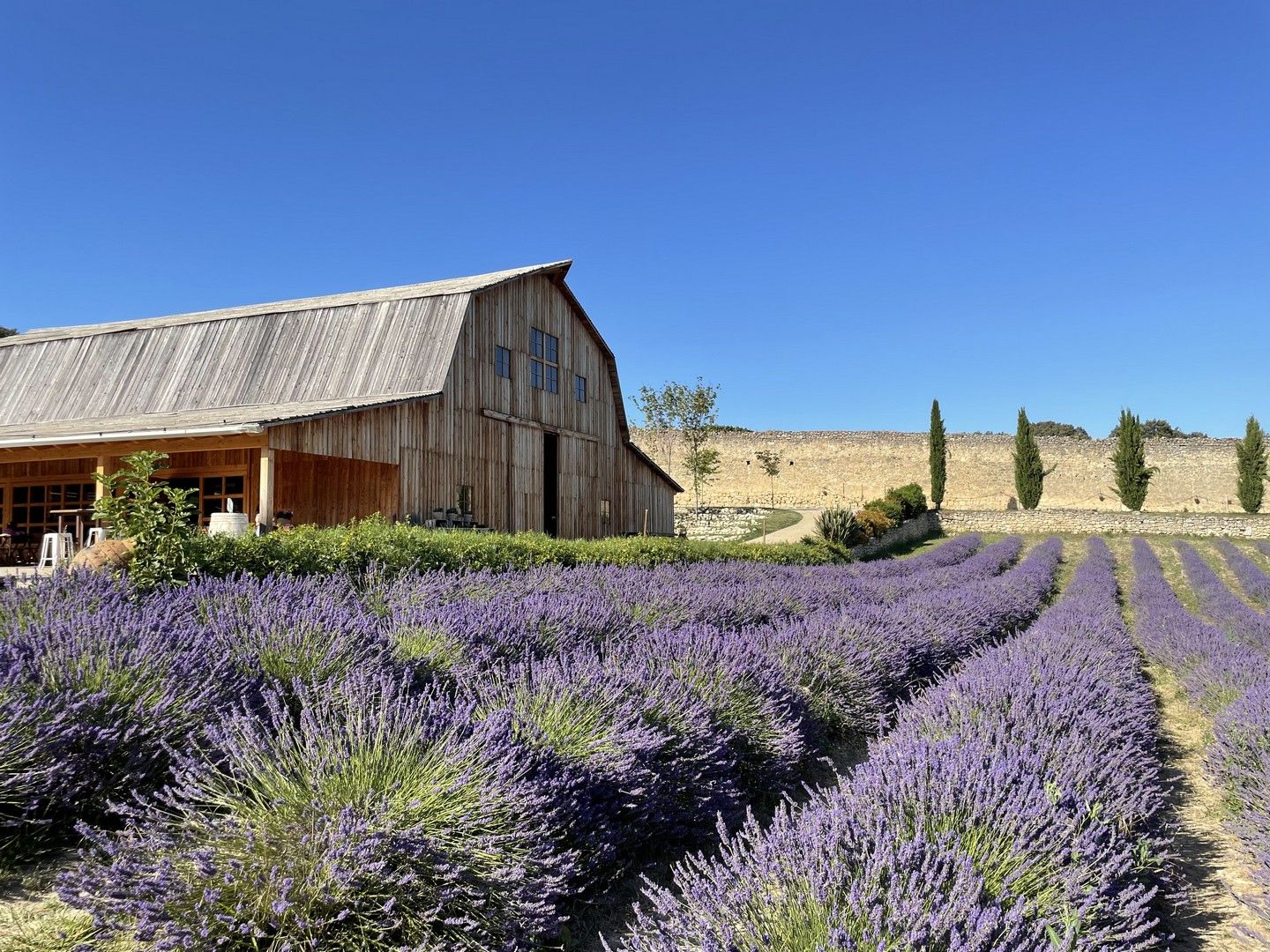 surco-lavanda-lateral-el-granero-de-san-francisco-santa-gadea-del-cid-burgos.jpg